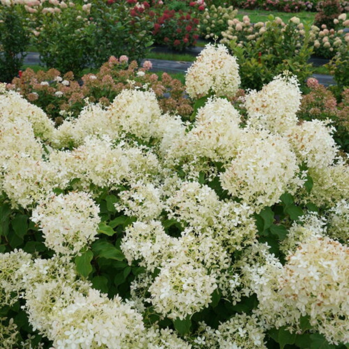 PUFFER FISH® Panicle Hydrangea 