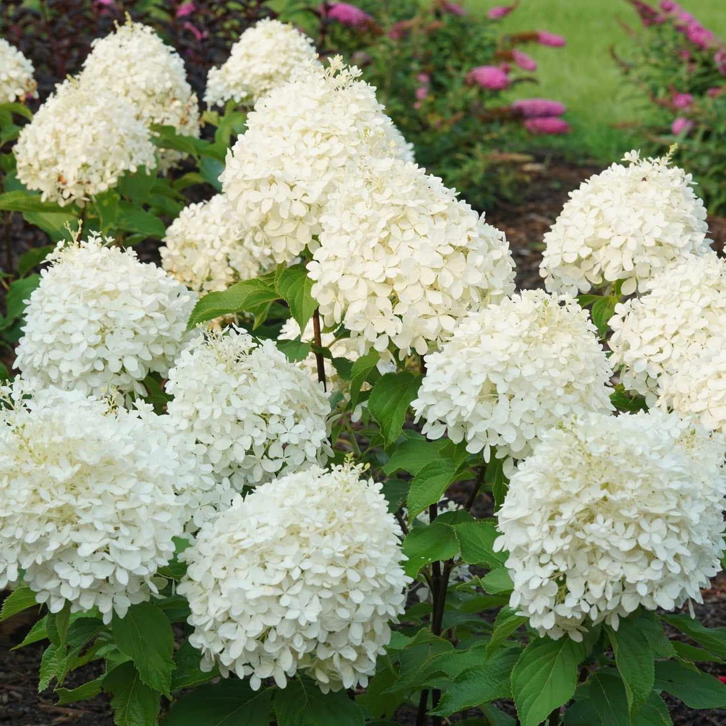 PUFFER FISH® Panicle Hydrangea 