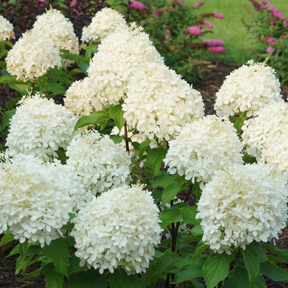 PUFFER FISH® Panicle Hydrangea 