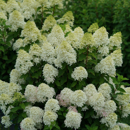 QUICK FIRE FAB® Panicle Hydrangea 