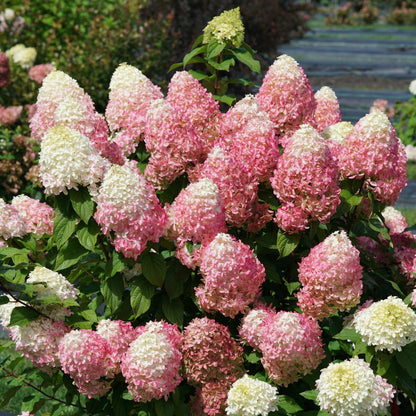 QUICK FIRE FAB® Panicle Hydrangea 