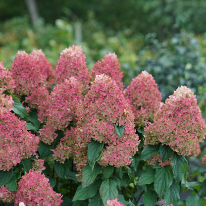 QUICK FIRE FAB® Panicle Hydrangea 