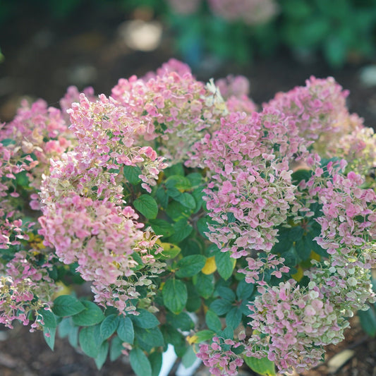 TINY QUICK FIRE® Panicle Hydrangea 