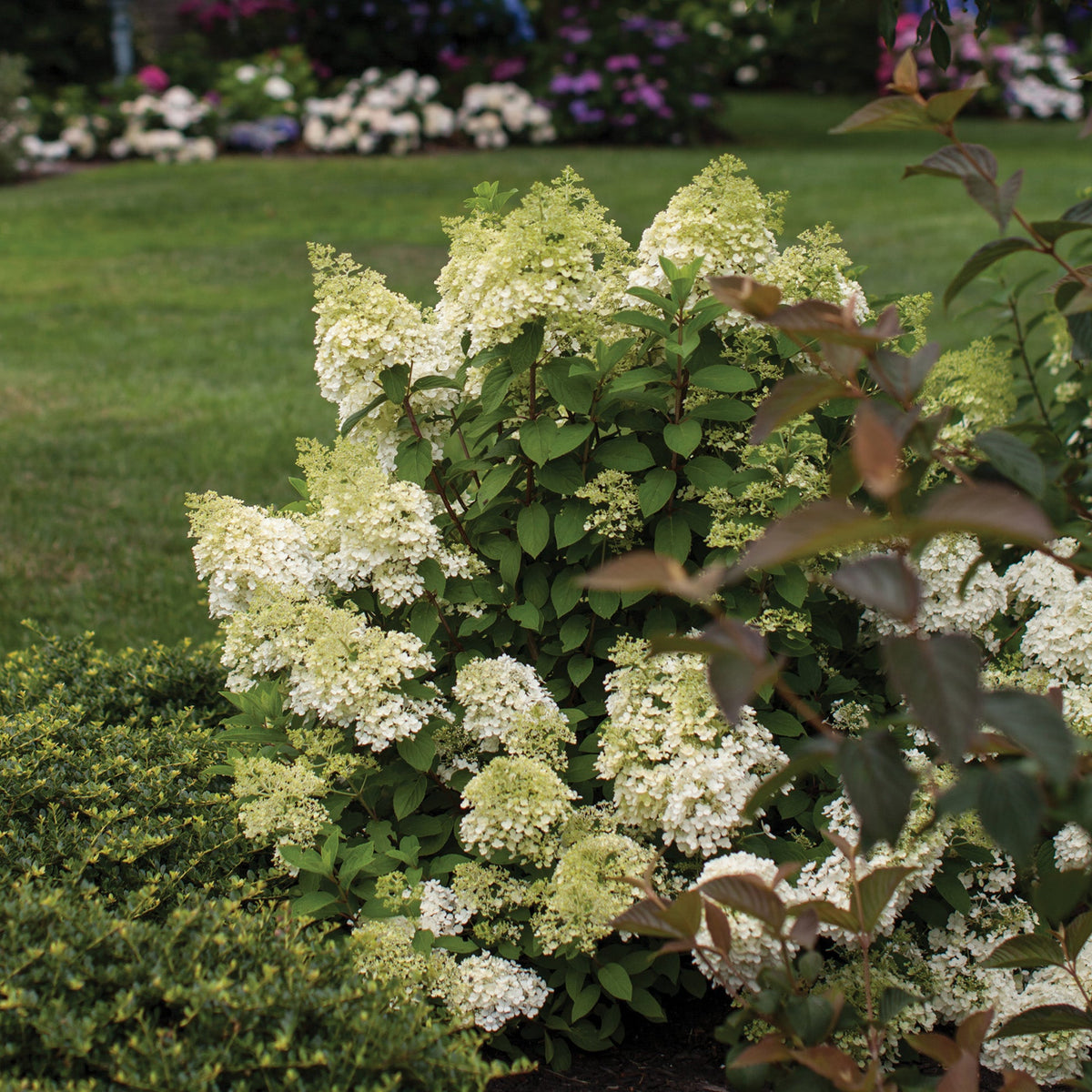 Hortensia Paniculé Vanille Fraise 2L - Variété Phénoménale Primée, Fleurs Blanches à Roses Rouges, Idéal Jardin
