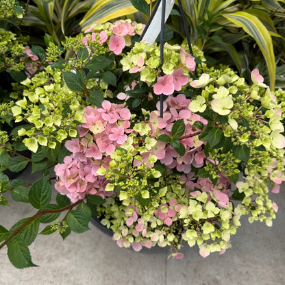 Hydrangea x Fairytrail Fresco® - Cascade Hydrangea