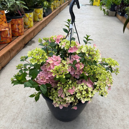 Hydrangea x Fairytrail Fresco® - Cascade Hydrangea