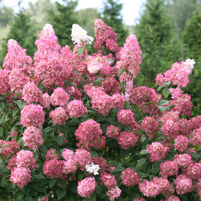 Hydrangea paniculata Fire Light® – Panicle Hydrangea Fire Light®