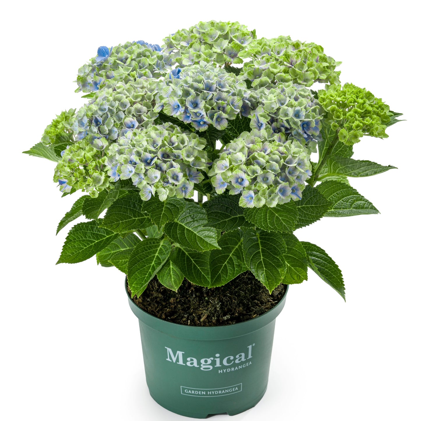 Hydrangea macrophylla 'Magical®' – Hortensia Magical®