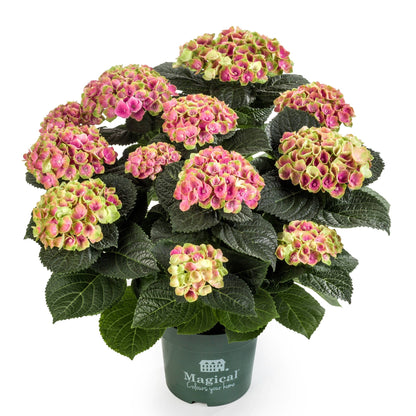 Hydrangea macrophylla 'Magical®' – Hortensia Magical®