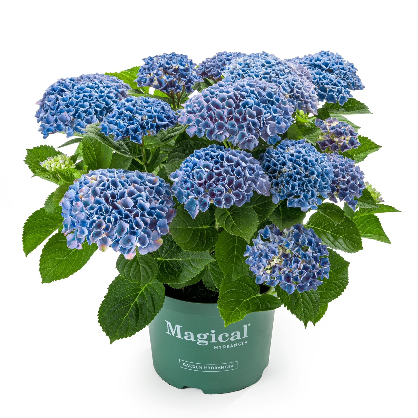 Hydrangea macrophylla 'Magical®' – Hortensia Magical®