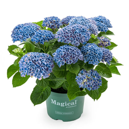 Hydrangea macrophylla 'Magical®' – Hortensia Magical®