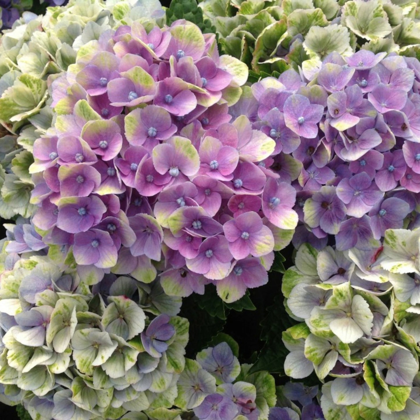 Hydrangea macrophylla 'Magical®' – Hortensia Magical®