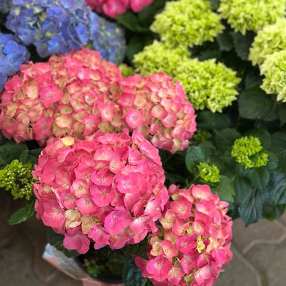 Hydrangea macrophylla 'Magical®' – Hortensia Magical®