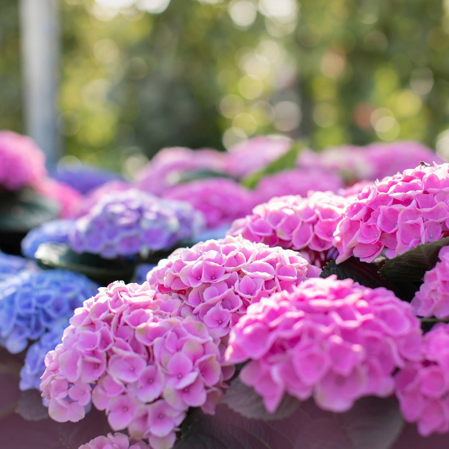 Hydrangea macrophylla 'Magical®' – Hortensia Magical®