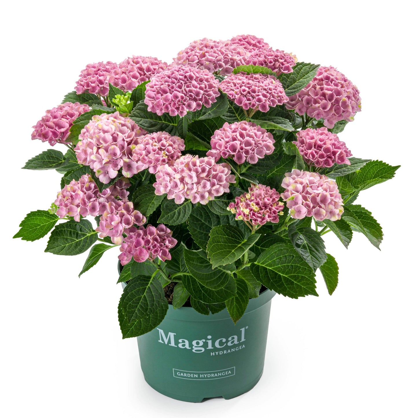Hydrangea macrophylla 'Magical®' – Hortensia Magical®