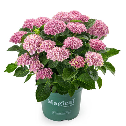 Hydrangea macrophylla 'Magical®' – Hortensia Magical®