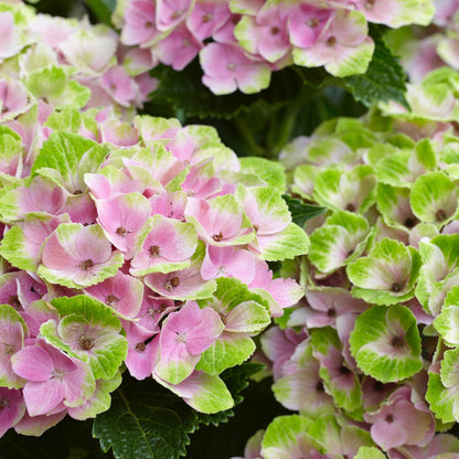 Hydrangea macrophylla 'Magical®' – Hortensia Magical®