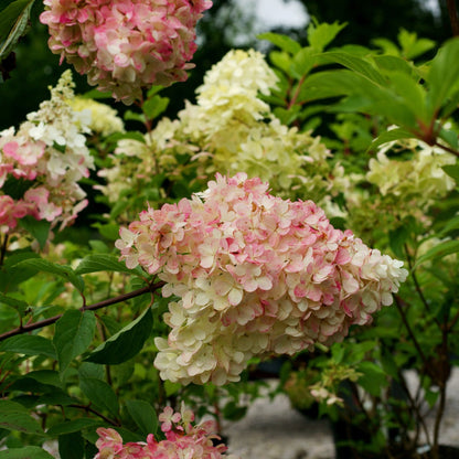 Hydrangea paniculata 'Phantom' - Hydrangée paniculée 'Phantom'