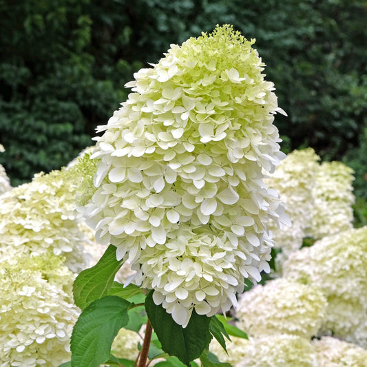 Hydrangea paniculata 'Phantom' - Hydrangée paniculée 'Phantom'