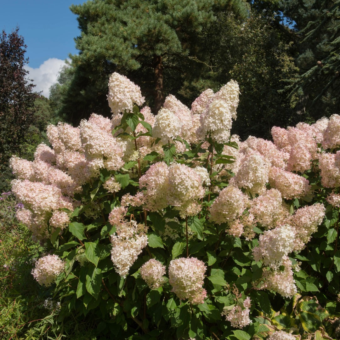 Hydrangea paniculata 'Phantom' - Hydrangée paniculée 'Phantom'