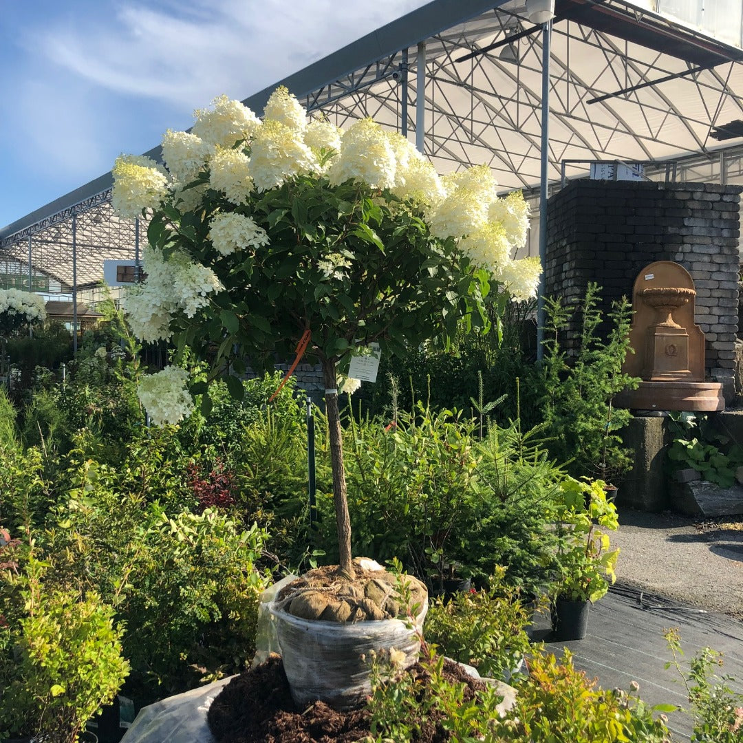 Hydrangea paniculata 'Phantom' - Hydrangée paniculée 'Phantom'