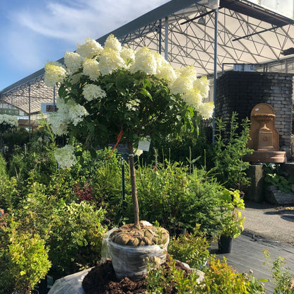 Hydrangea paniculata 'Phantom' - Hydrangée paniculée 'Phantom'