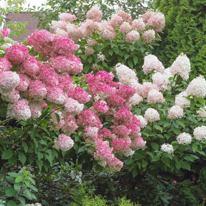 Hydrangea paniculata 'Phantom' - Hydrangée paniculée 'Phantom'