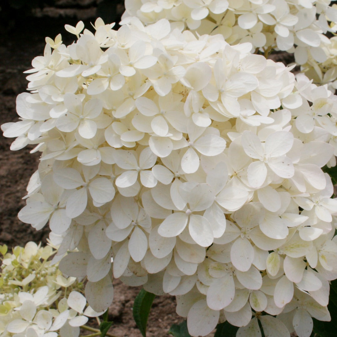 Hydrangea paniculata 'Phantom' - Hydrangée paniculée 'Phantom'