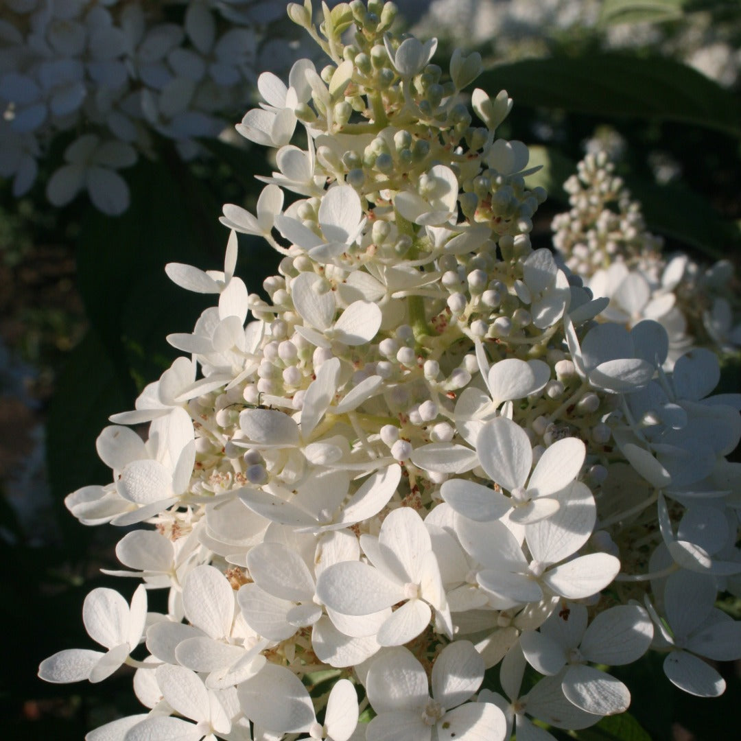 Hydrangea paniculata 'Phantom' - Hydrangée paniculée 'Phantom'