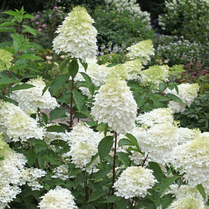 Hydrangea paniculata 'Phantom' - Hydrangée paniculée 'Phantom'
