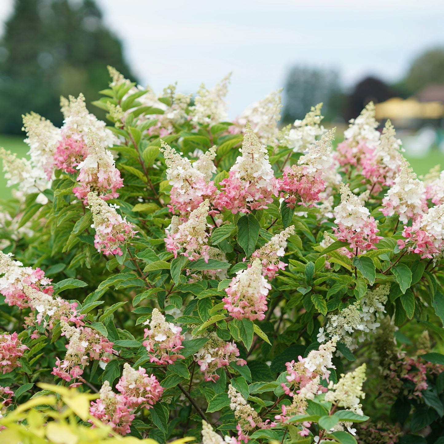 Hydrangea paniculata 'Pinky Winky' – Panicle Hydrangea 'Pinky Winky'