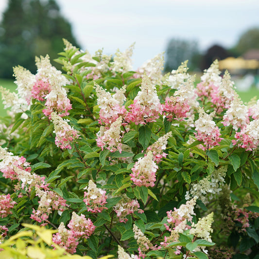 Hydrangea paniculata 'Pinky Winky' – Panicle Hydrangea 'Pinky Winky'