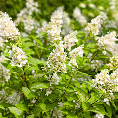Hydrangea paniculata 'Pinky Winky' – Panicle Hydrangea 'Pinky Winky'