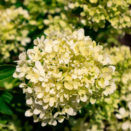 Hydrangea macrophylla 'Bubble Bath' – Hydrangée 'Bubble Bath'