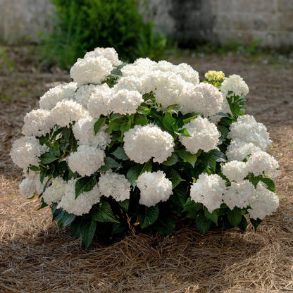 Hydrangea macrophylla 'Dreamcloud'® - Hydrangée 'Endless Summer® DreamCloud®'