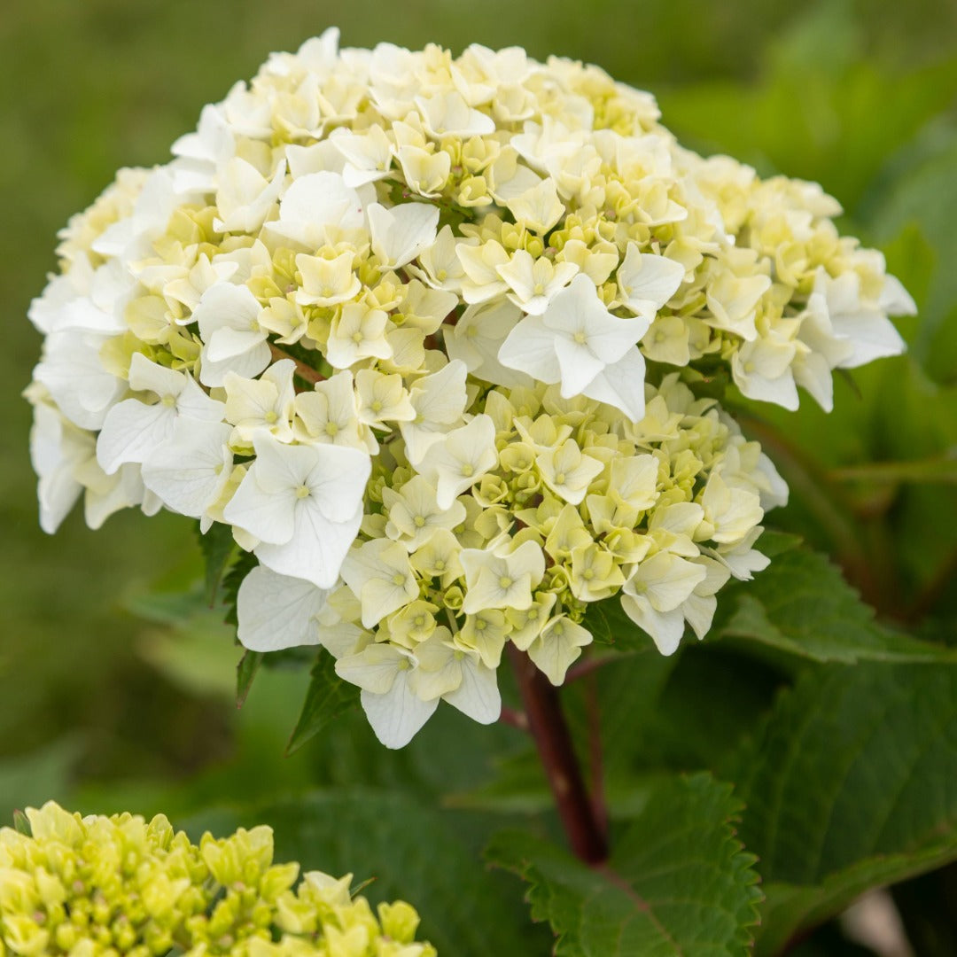 Hydrangea macrophylla 'Dreamcloud'® - Hydrangée 'Endless Summer® DreamCloud®'