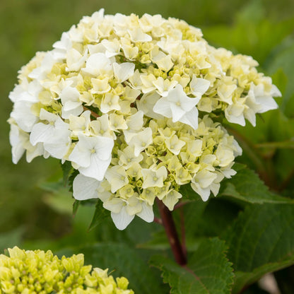 Hydrangea macrophylla 'Dreamcloud'® - Hydrangée 'Endless Summer® DreamCloud®'