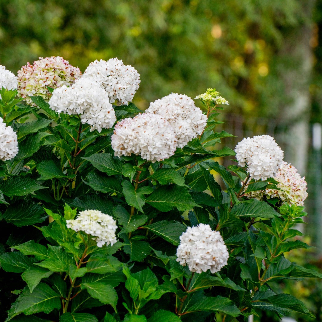 Hydrangea macrophylla 'Dreamcloud'® - Hydrangée 'Endless Summer® DreamCloud®'