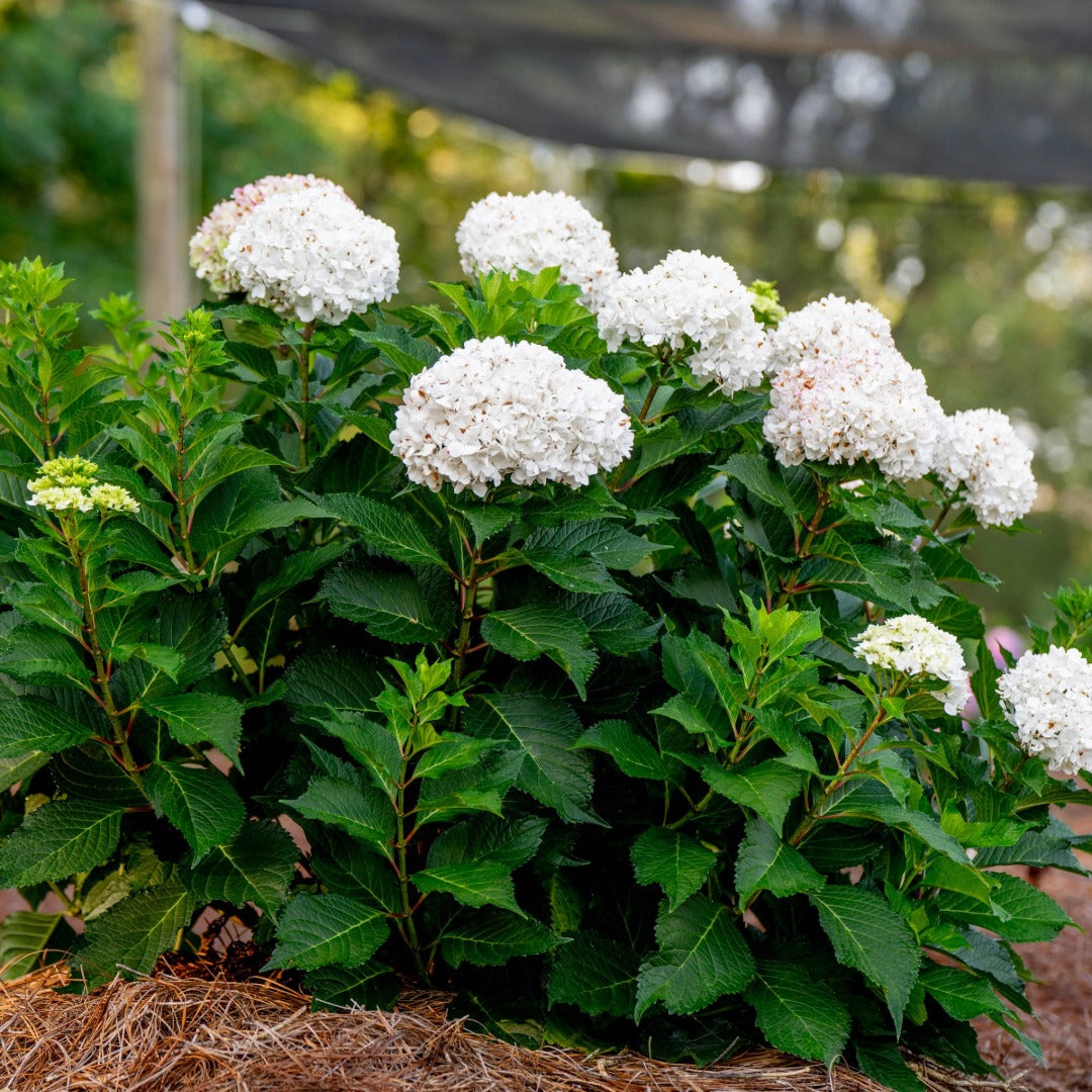 Hydrangea macrophylla 'Dreamcloud'® - Hydrangée 'Endless Summer® DreamCloud®'