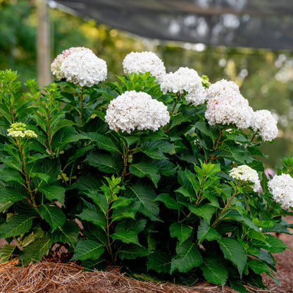 Hydrangea macrophylla 'Dreamcloud'® - Hydrangée 'Endless Summer® DreamCloud®'