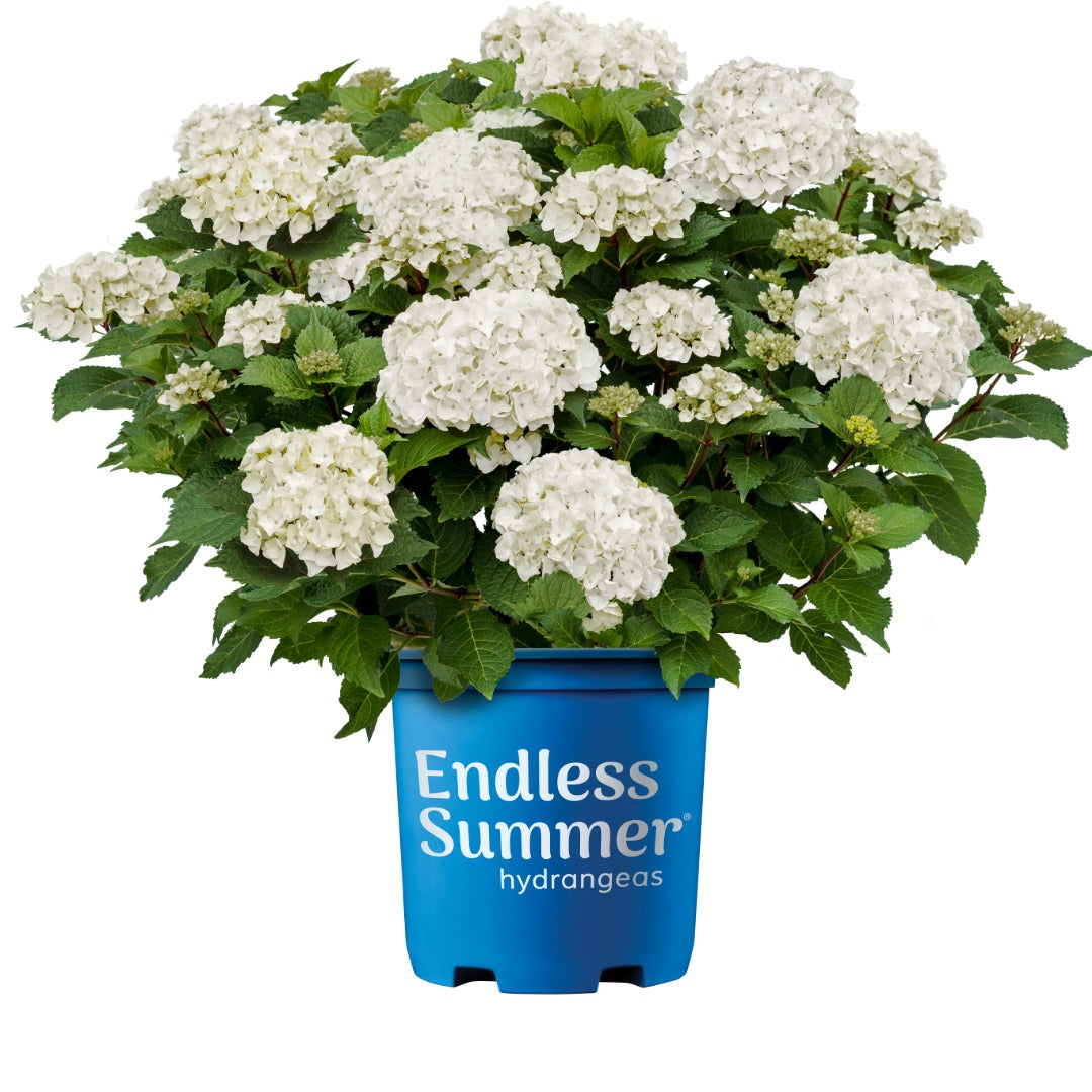 Hydrangea macrophylla 'Dreamcloud'® - Hydrangée 'Endless Summer® DreamCloud®'