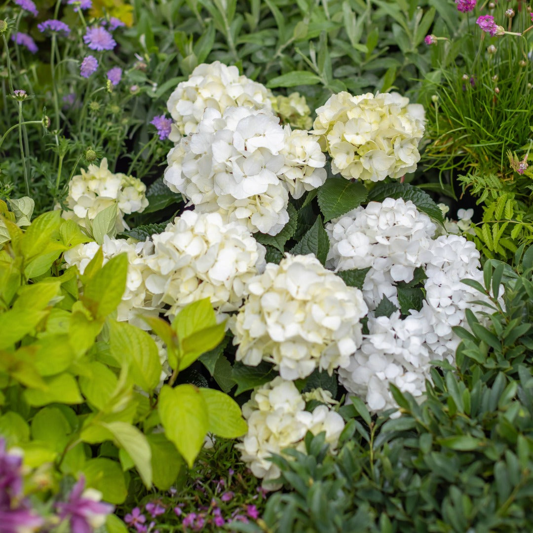 Hydrangea macrophylla 'Dreamcloud'® - Hydrangée 'Endless Summer® DreamCloud®'