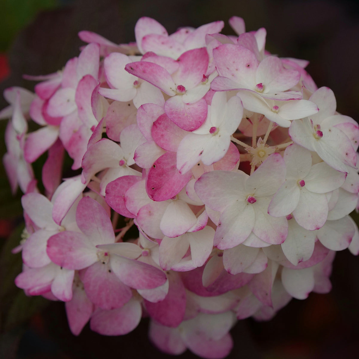 Hydrangée paniculée Fire Light Tidbit® - Rouge flamboyant | Botanix ...