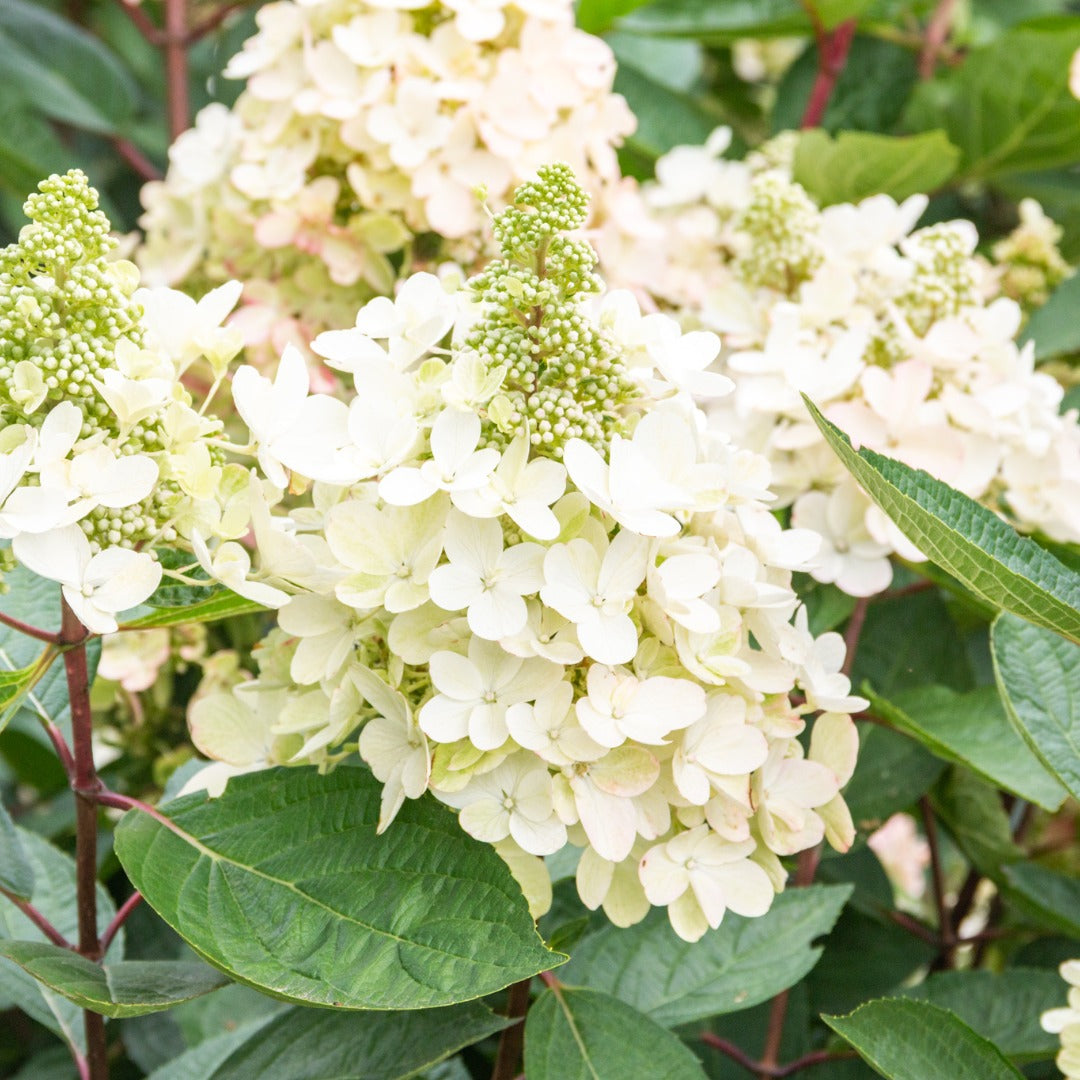 Hydrangea paniculata Flare™– Hydrangée paniculée 'Flare'
