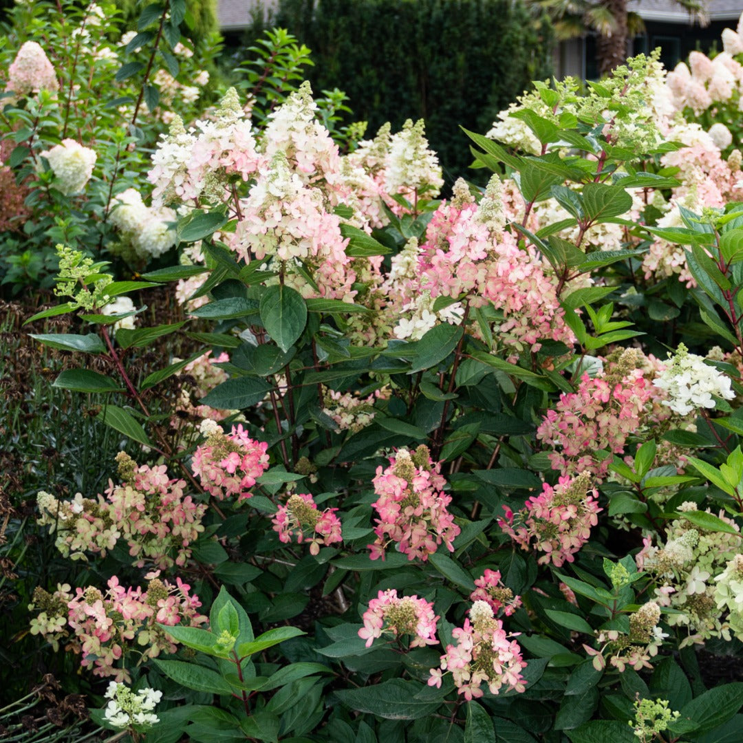 Hydrangea paniculata Flare™– Hydrangée paniculée 'Flare'