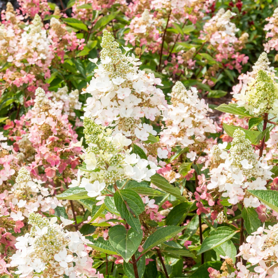 Hydrangea paniculata Flare™– Hydrangée paniculée 'Flare'