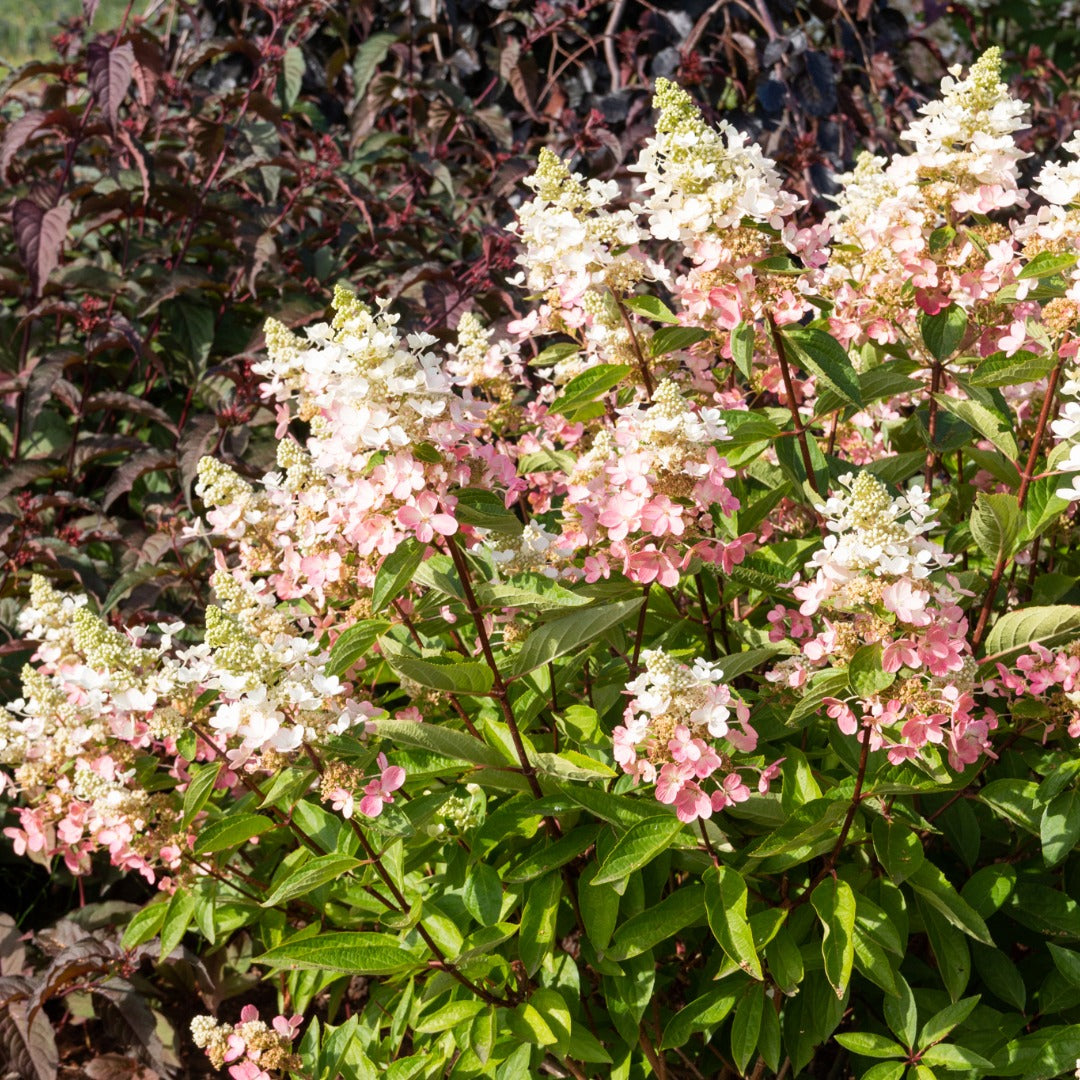Hydrangea paniculata Flare™– Hydrangée paniculée 'Flare'