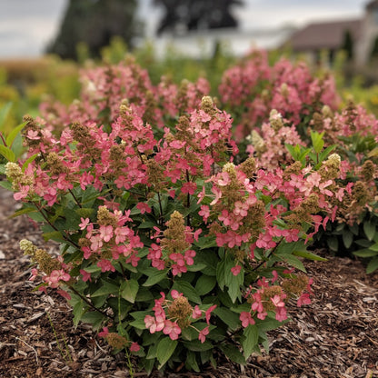 Hydrangea paniculata Flare™– Hydrangée paniculée 'Flare'