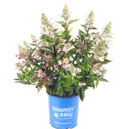 Hydrangea paniculata Flare™– Hydrangée paniculée 'Flare'