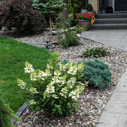 Hydrangea paniculata Flare™– Hydrangée paniculée 'Flare'
